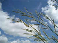 Prairie Cord Grass